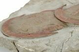 Harpides With Two Asaphellus Trilobites - Fezouata Formation #213181-6
